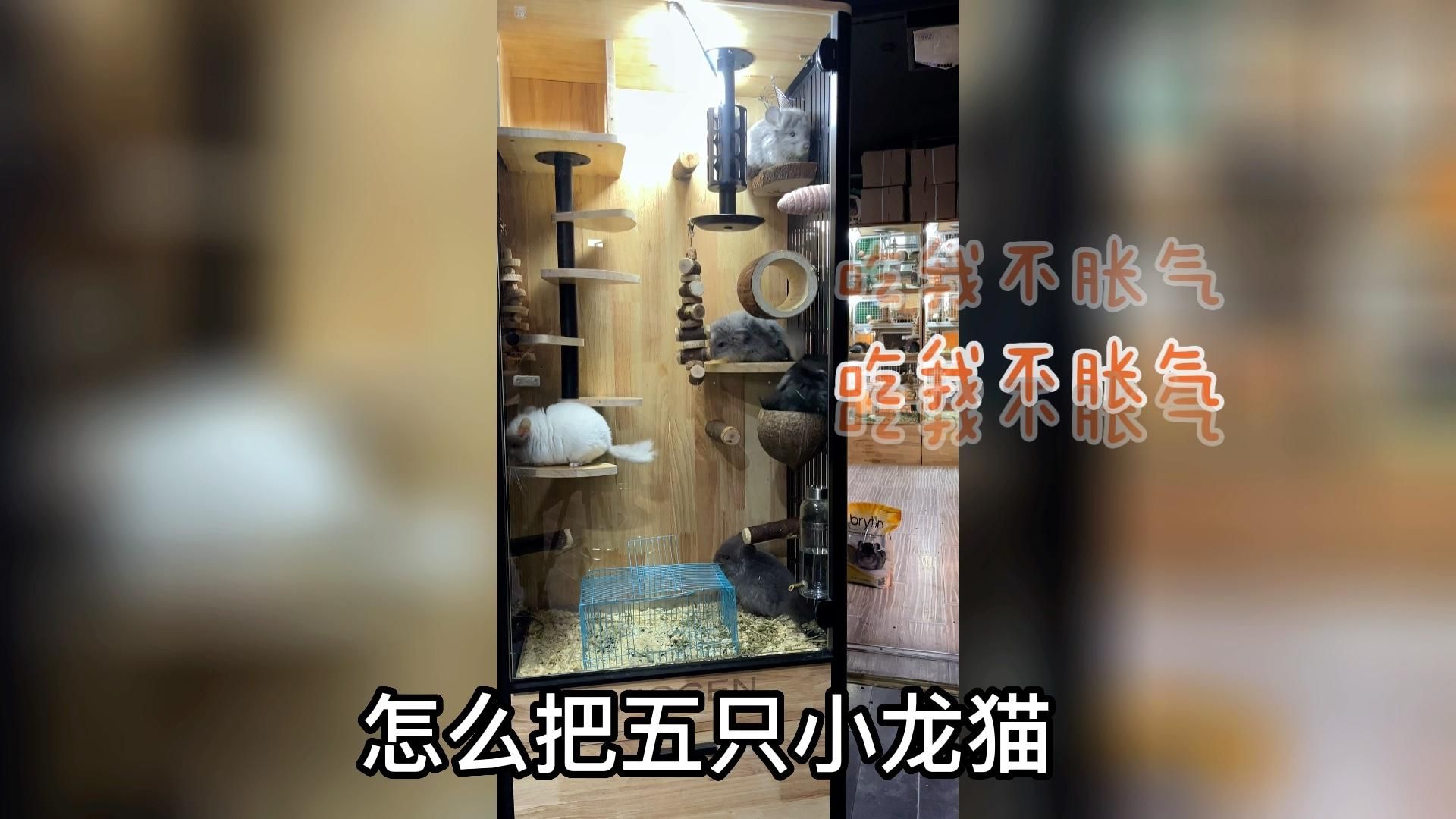 龍貓合籠需要多長時間，龍貓合籠每日操作清單,龍貓合籠需要多長時間