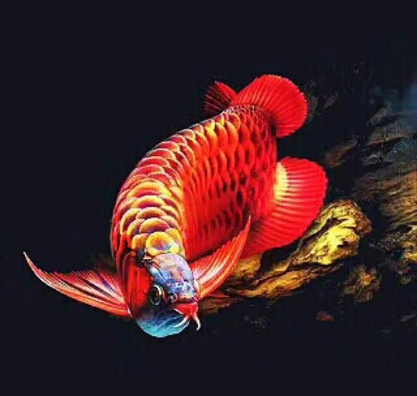 能詳細說說龍魚立鱗的癥狀嗎，如何預防龍魚立鱗病
