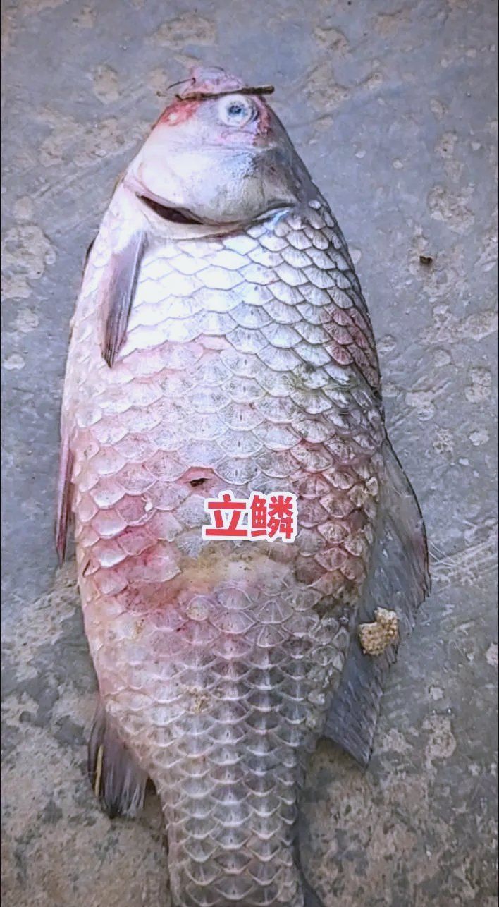 能詳細說說龍魚立鱗的癥狀嗎，如何預防龍魚立鱗病