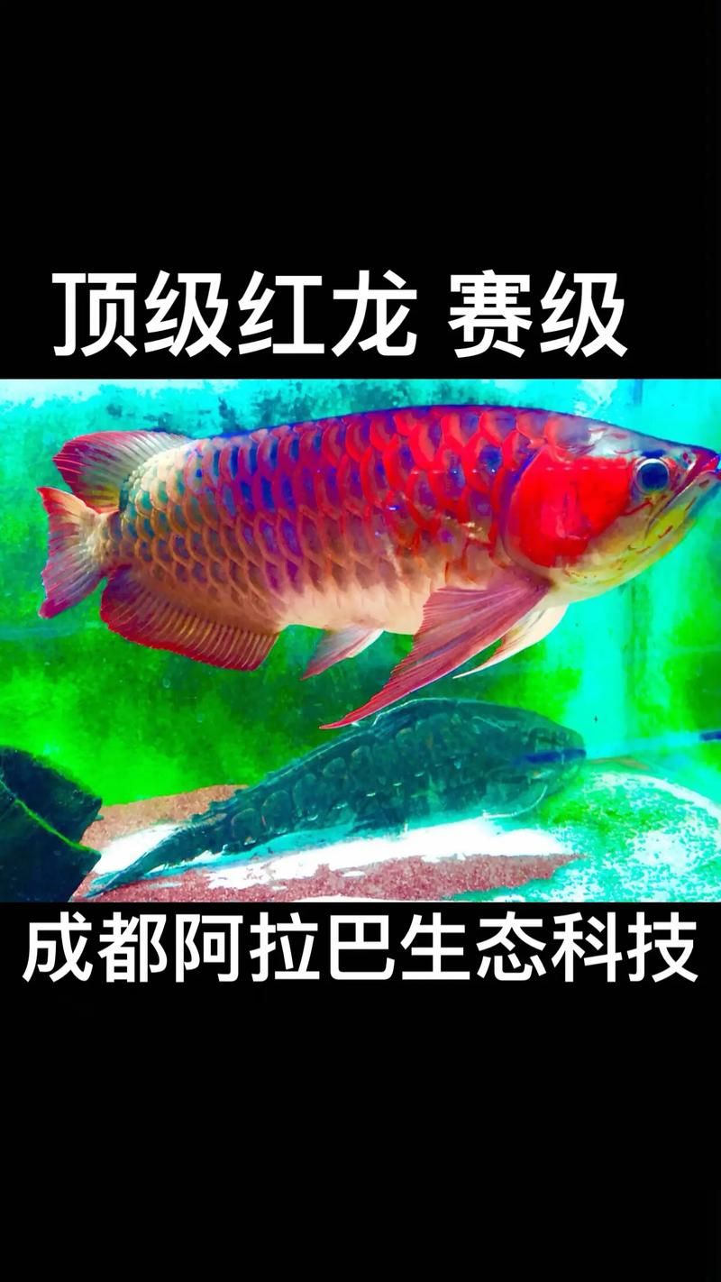 如何区分超血红龙鱼的不同颜色等级，如何判断超血红龙鱼的不同颜色等级