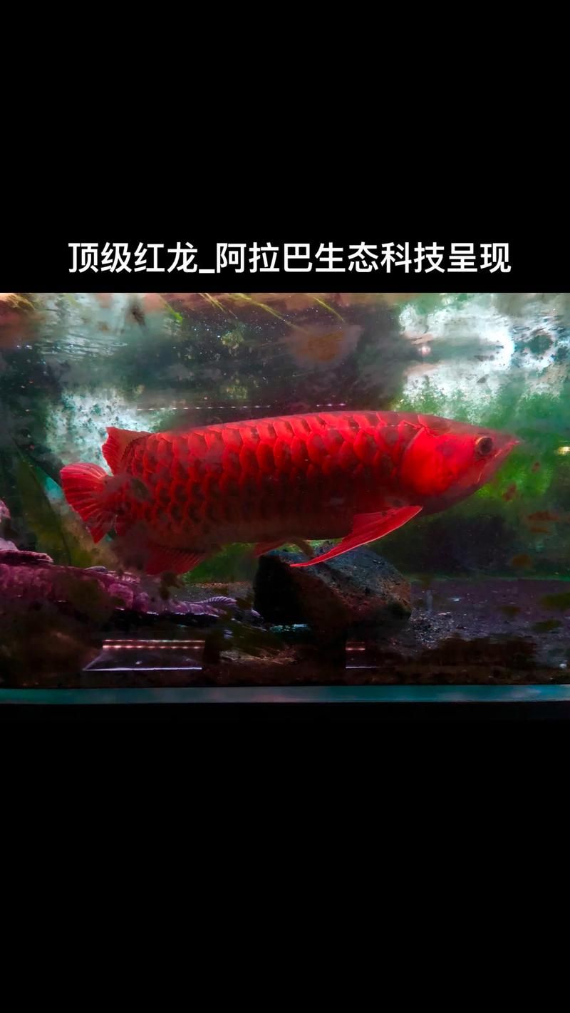 如何区分超血红龙鱼的不同颜色等级，如何判断超血红龙鱼的不同颜色等级