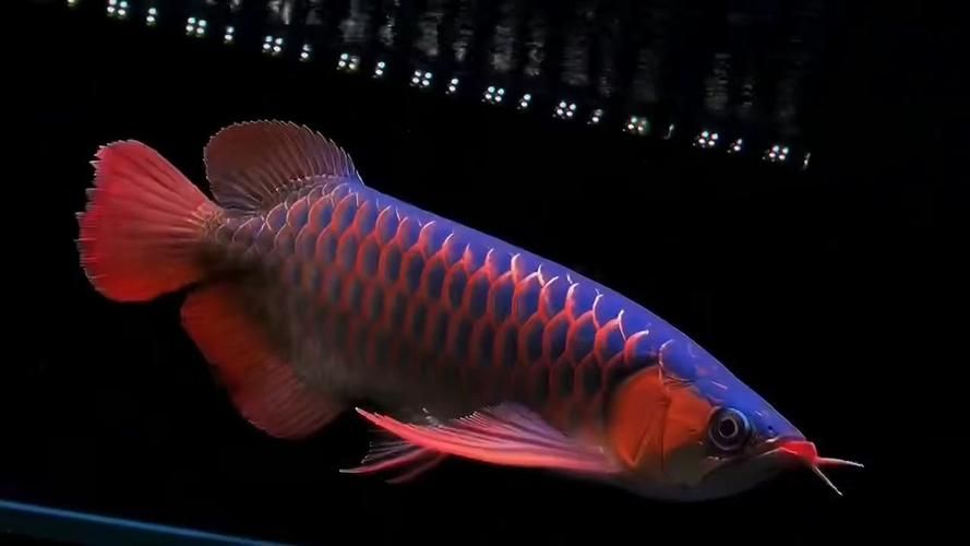 紅龍什么品種最好，如何挑選優質的紅龍魚