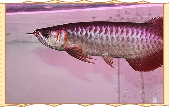 紅龍什么品種最好，如何挑選優質的紅龍魚