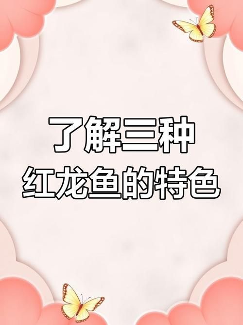 紅龍什么品種最好，如何挑選優質的紅龍魚