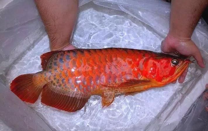 紅龍什么品種最好，如何挑選優質的紅龍魚