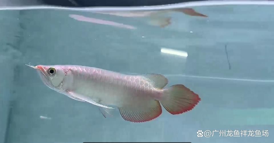 紅龍什么品種最好，如何挑選優質的紅龍魚