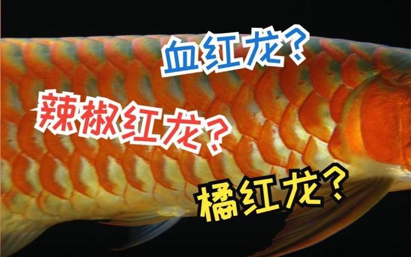 紅龍什么品種最好，如何挑選優質的紅龍魚