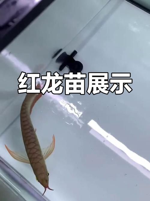 紅龍什么品種最好，如何挑選優質的紅龍魚