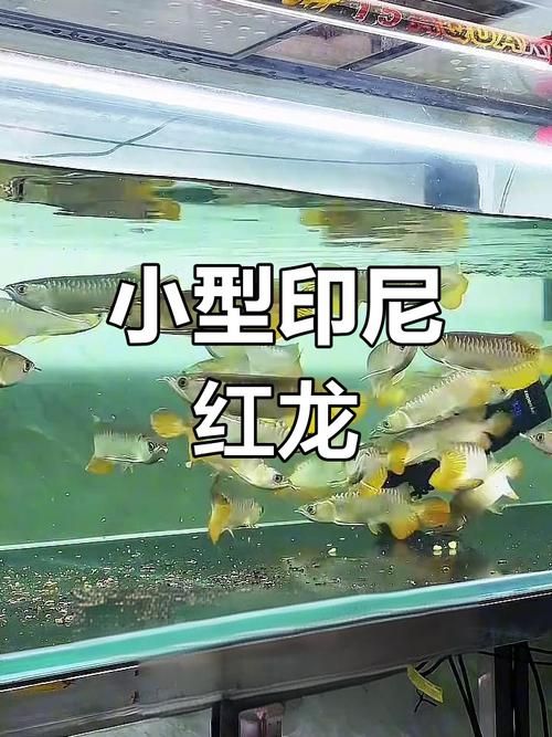 紅龍什么品種最好，如何挑選優質的紅龍魚