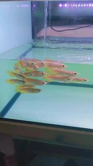 紅龍什么品種最好，如何挑選優質的紅龍魚