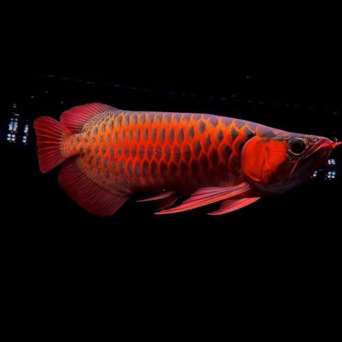 紅龍魚中哪個品種最有價值，紅龍魚中哪個品種最有價值，