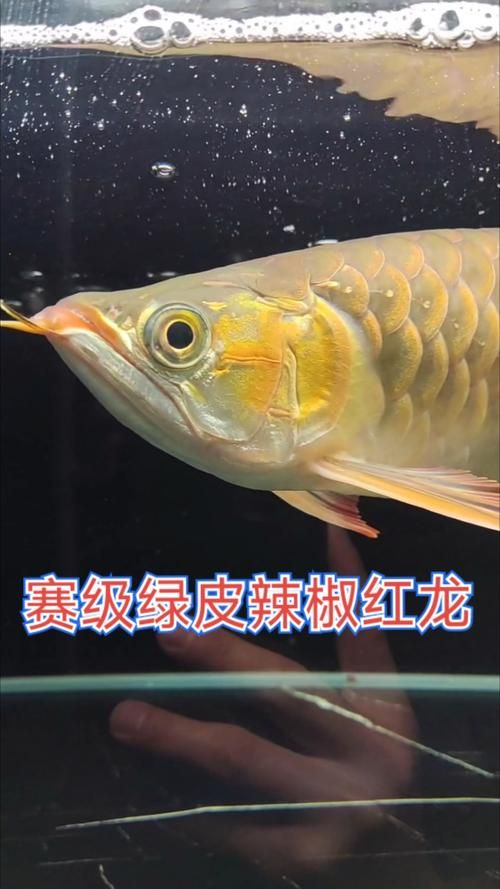 紅龍魚中哪個品種最有價值，紅龍魚中哪個品種最有價值，