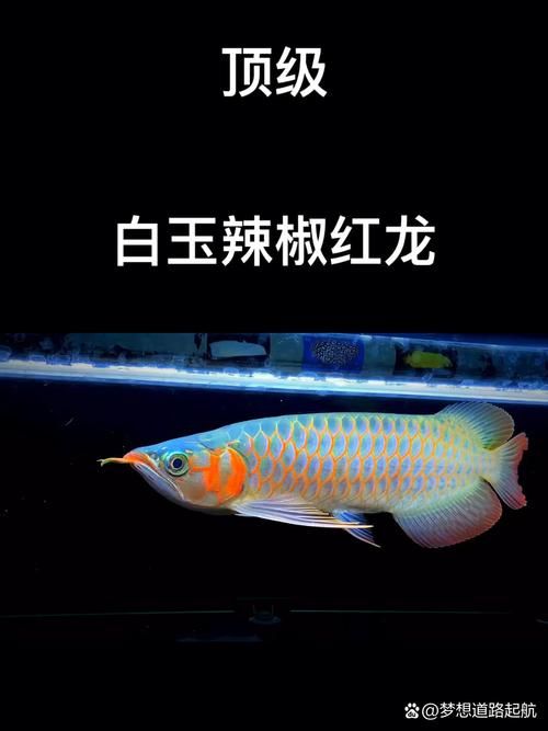 紅龍魚中哪個品種最有價值，紅龍魚中哪個品種最有價值，