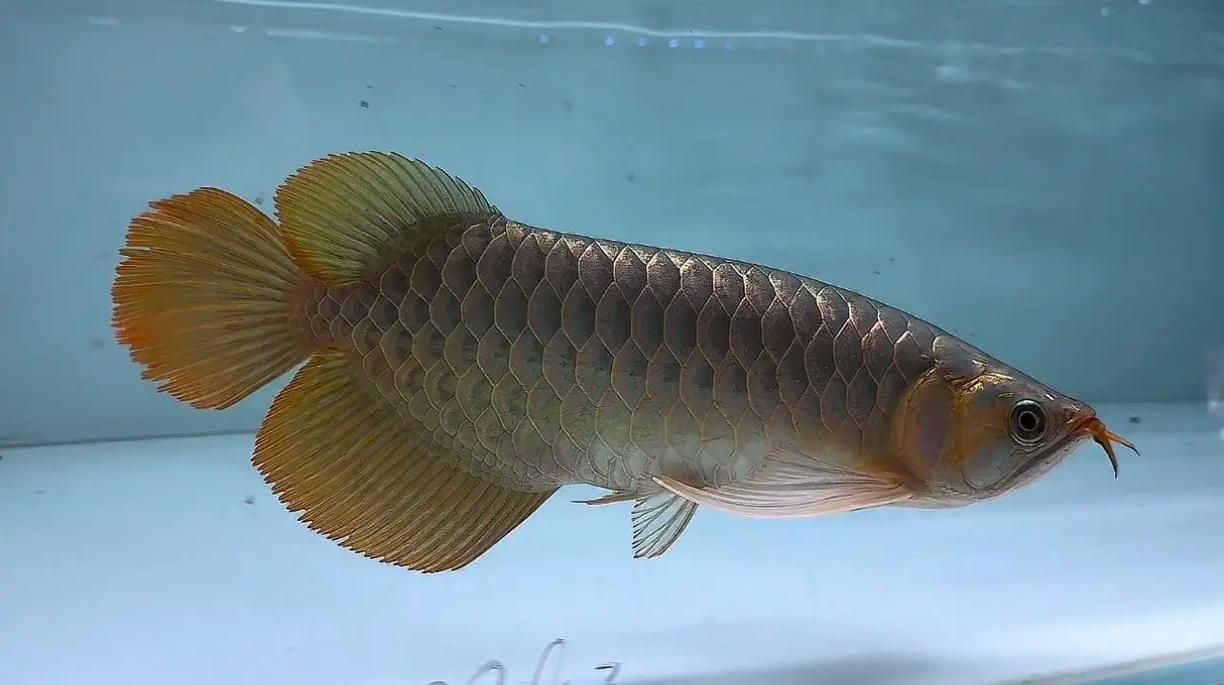 紅龍魚中哪個品種最有價值，紅龍魚中哪個品種最有價值，