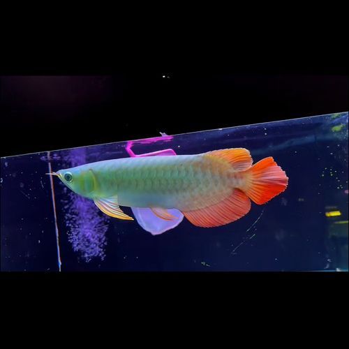 紅龍魚中哪個品種最有價值，紅龍魚中哪個品種最有價值，