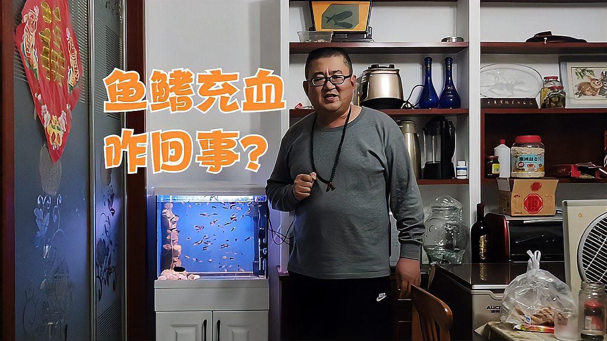 哪种药物治疗鱼鳍充血最有效，孔雀鱼鳍充血咋回事新手鱼友你别慌,分析充血原因轻松应对余月