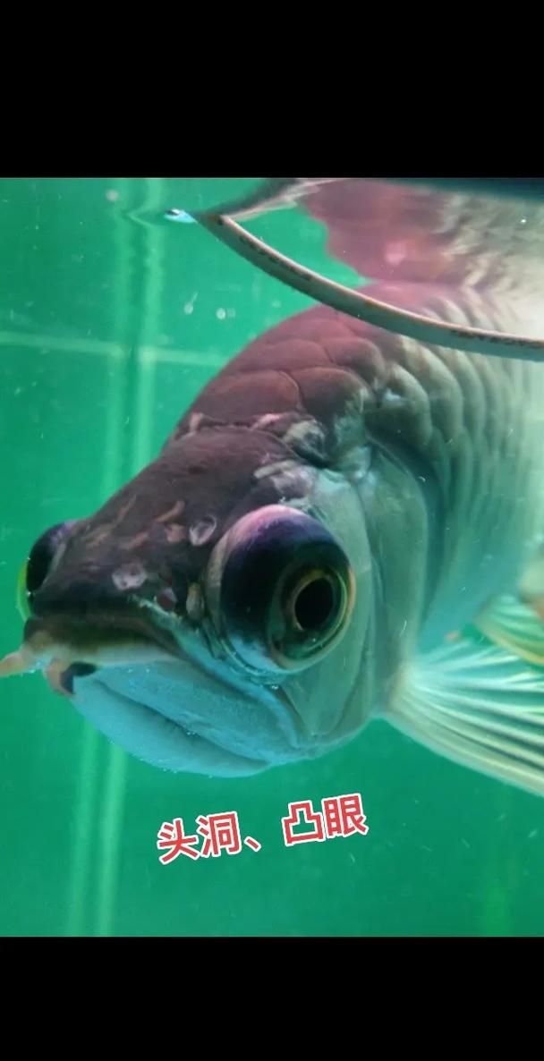 哪些抗生素對龍魚細(xì)菌感染有效，100l水生素對龍魚細(xì)菌感染有效抗生素感染有效思考完成
