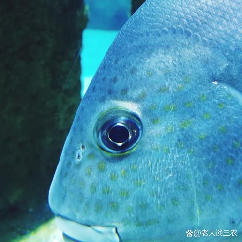 哪些抗生素對龍魚細(xì)菌感染有效，100l水生素對龍魚細(xì)菌感染有效抗生素感染有效思考完成