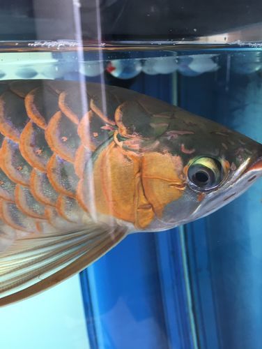 哪些抗生素對龍魚細(xì)菌感染有效，100l水生素對龍魚細(xì)菌感染有效抗生素感染有效思考完成