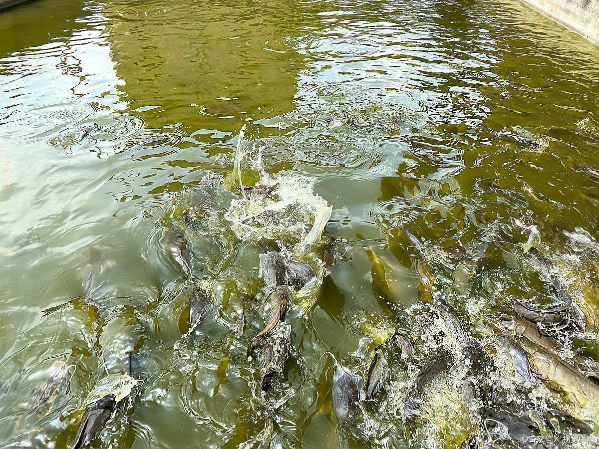 哪些抗生素對龍魚細(xì)菌感染有效，100l水生素對龍魚細(xì)菌感染有效抗生素感染有效思考完成