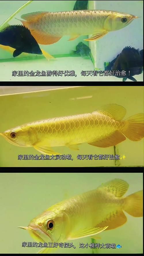 給我一些金頭過背金龍魚的高清圖片，金頭過背金龍魚