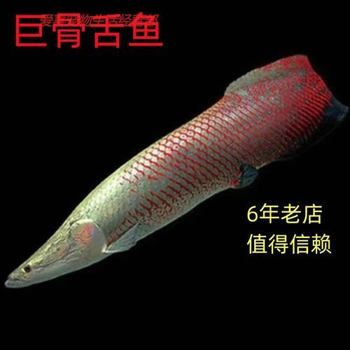 巨骨舌魚多少元一只，巨骨舌魚價(jià)格因地區(qū)、季節(jié)和市場供需情況而有所不同