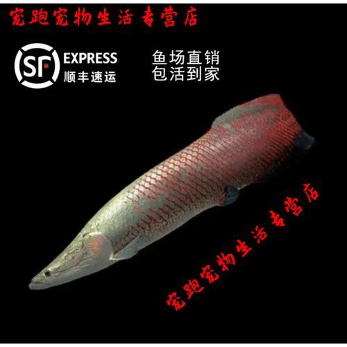 巨骨舌魚多少元一只，巨骨舌魚價(jià)格因地區(qū)、季節(jié)和市場供需情況而有所不同