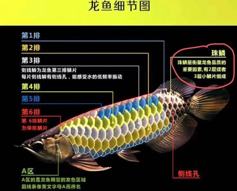 龍魚市場的投資風險有多大,關于龍魚市場的投資風險 龍魚百科 第1張 龍魚市場的投資風險有多大,關于龍魚市場的投資風險 龍魚市場的投資風險有多大,關于龍魚市場的投資風險 龍魚百科 第1張