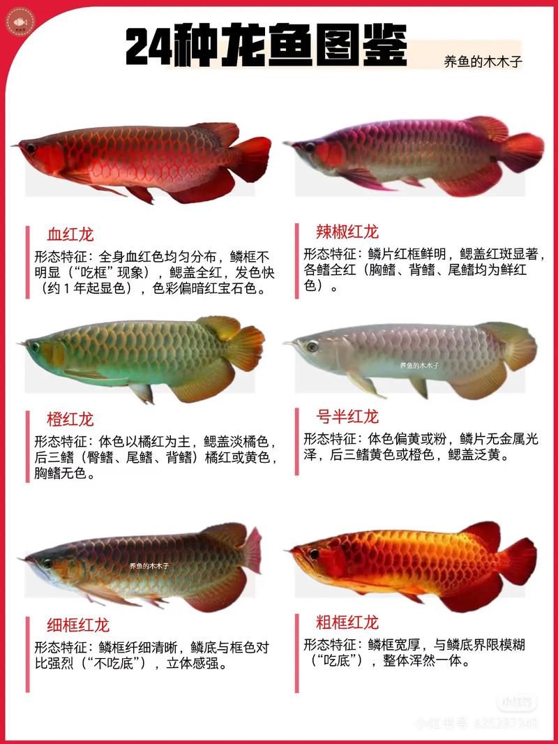 龍魚市場的投資風險有多大,關于龍魚市場的投資風險 龍魚百科 第2張 龍魚市場的投資風險有多大,關于龍魚市場的投資風險 龍魚市場的投資風險有多大,關于龍魚市場的投資風險 龍魚百科 第2張