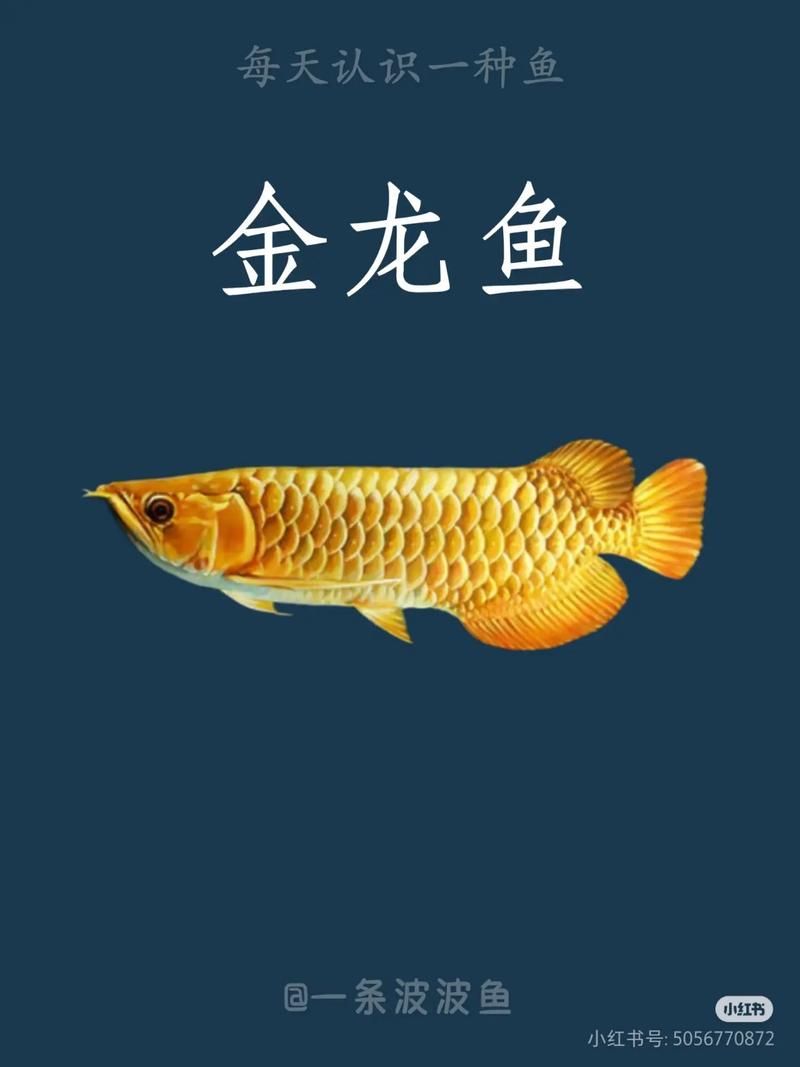 龍魚市場的投資風險有多大,關于龍魚市場的投資風險 龍魚百科 第5張 龍魚市場的投資風險有多大,關于龍魚市場的投資風險 龍魚市場的投資風險有多大,關于龍魚市場的投資風險 龍魚百科 第5張