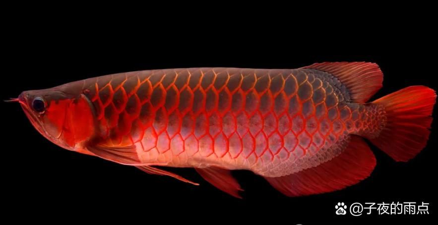 龍魚市場的投資風險有多大,關于龍魚市場的投資風險 龍魚百科 第6張 龍魚市場的投資風險有多大,關于龍魚市場的投資風險 龍魚市場的投資風險有多大,關于龍魚市場的投資風險 龍魚百科 第6張