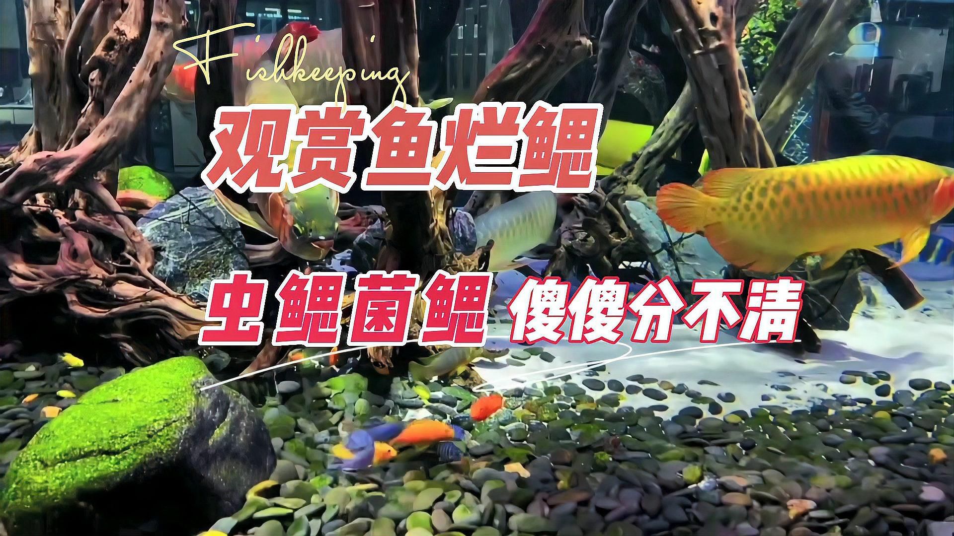 魚爛鰓治療需要多長時間，養魚筆記第3季103集
