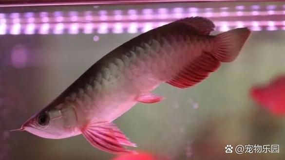 有哪些方法可以改善龍魚沉尾