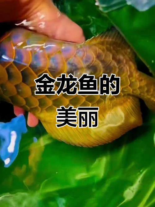 金龍魚古典過背哪個(gè)品種最貴，金龍魚古典過背哪個(gè)品種最貴紫底過背金龍魚的特點(diǎn)
