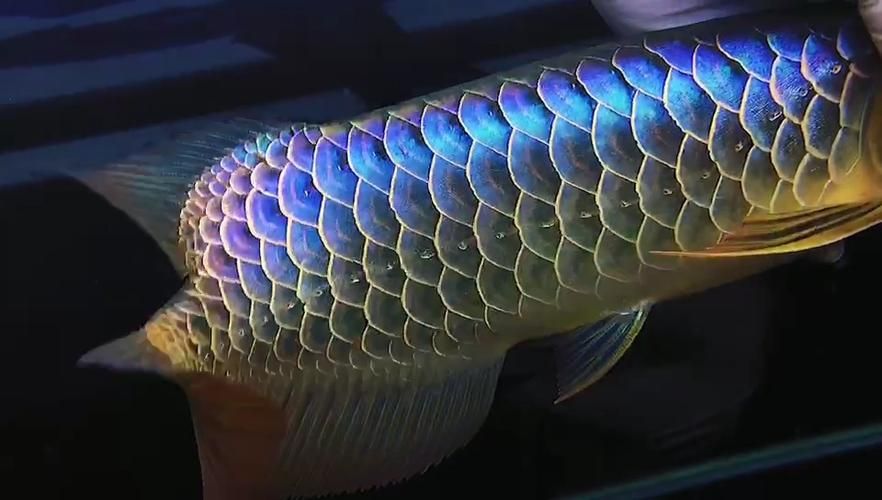 如何判斷過背金龍的七鰭是否完美