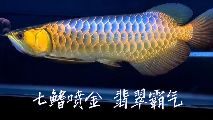 如何判斷過背金龍的七鰭是否完美