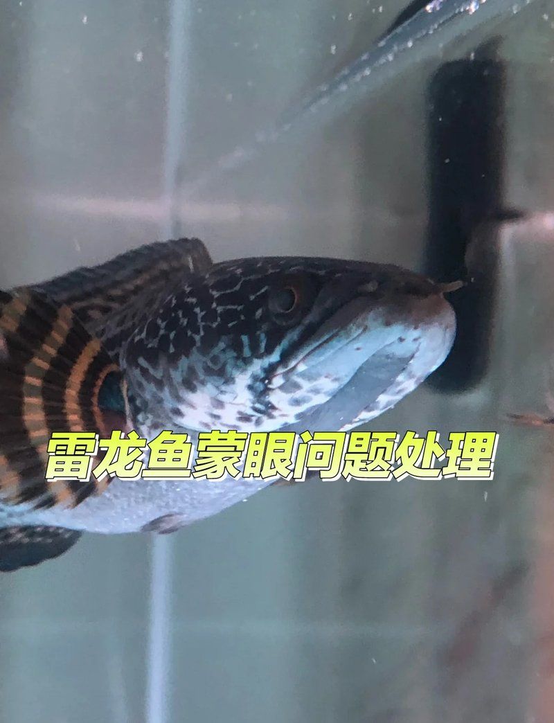 如何預防雷龍魚蒙眼病，如何判斷雷龍魚是否患有蒙眼病