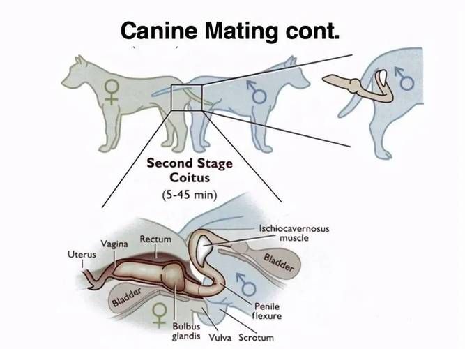 能否提供更詳細(xì)的交尾過程圖解，動(dòng)物交尾行為對(duì)比表