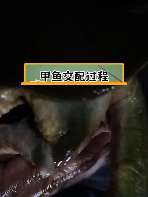 能否提供更詳細(xì)的交尾過程圖解，動(dòng)物交尾行為對(duì)比表