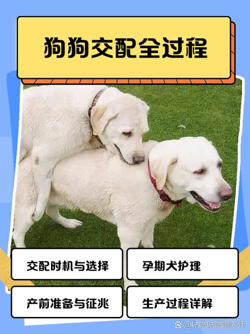 能否提供更詳細(xì)的交尾過程圖解，動(dòng)物交尾行為對(duì)比表