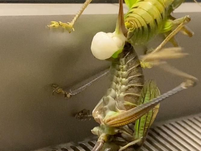 能否提供更詳細(xì)的交尾過程圖解，動(dòng)物交尾行為對(duì)比表