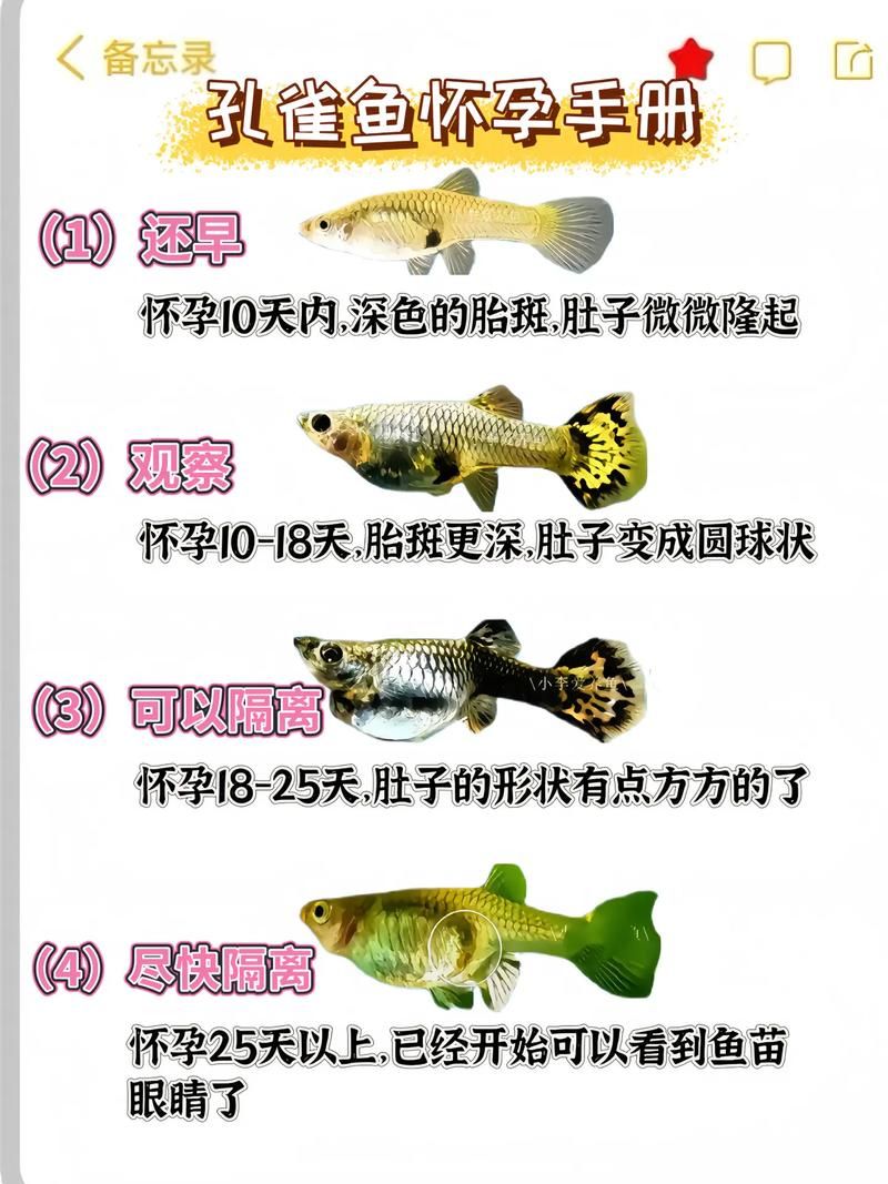 能否提供更詳細(xì)的交尾過程圖解，動(dòng)物交尾行為對(duì)比表