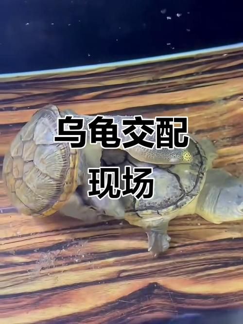 能否提供更詳細(xì)的交尾過程圖解，動(dòng)物交尾行為對(duì)比表