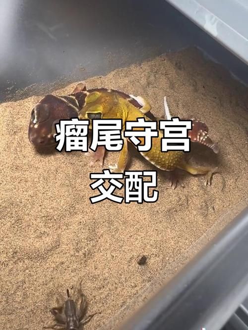 能否提供更詳細(xì)的交尾過程圖解，動(dòng)物交尾行為對(duì)比表