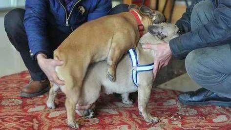 能否提供更詳細(xì)的交尾過程圖解，動(dòng)物交尾行為對(duì)比表