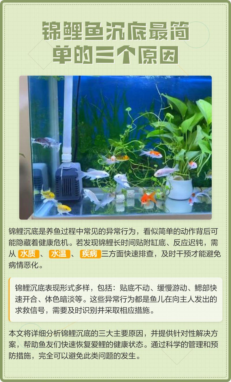 錦鯉沉到底部如何救活，錦鯉沉到底部如何救活，錦鯉沉到底部如何判斷是哪種原因？