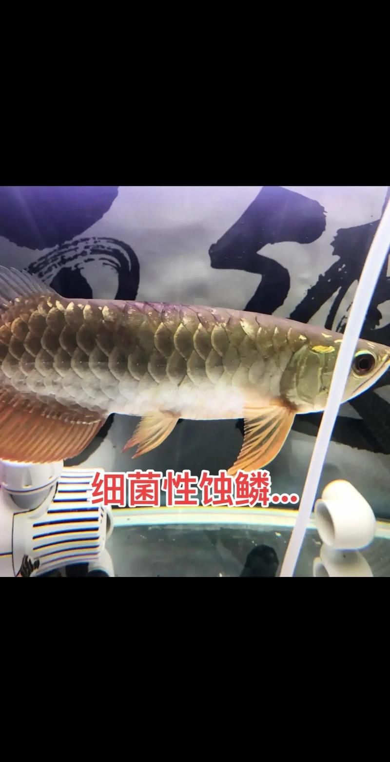 龍魚驅蟲后如何恢復，龍魚驅蟲后恢復時間表、權威水族專家建議、權威水族專家建議