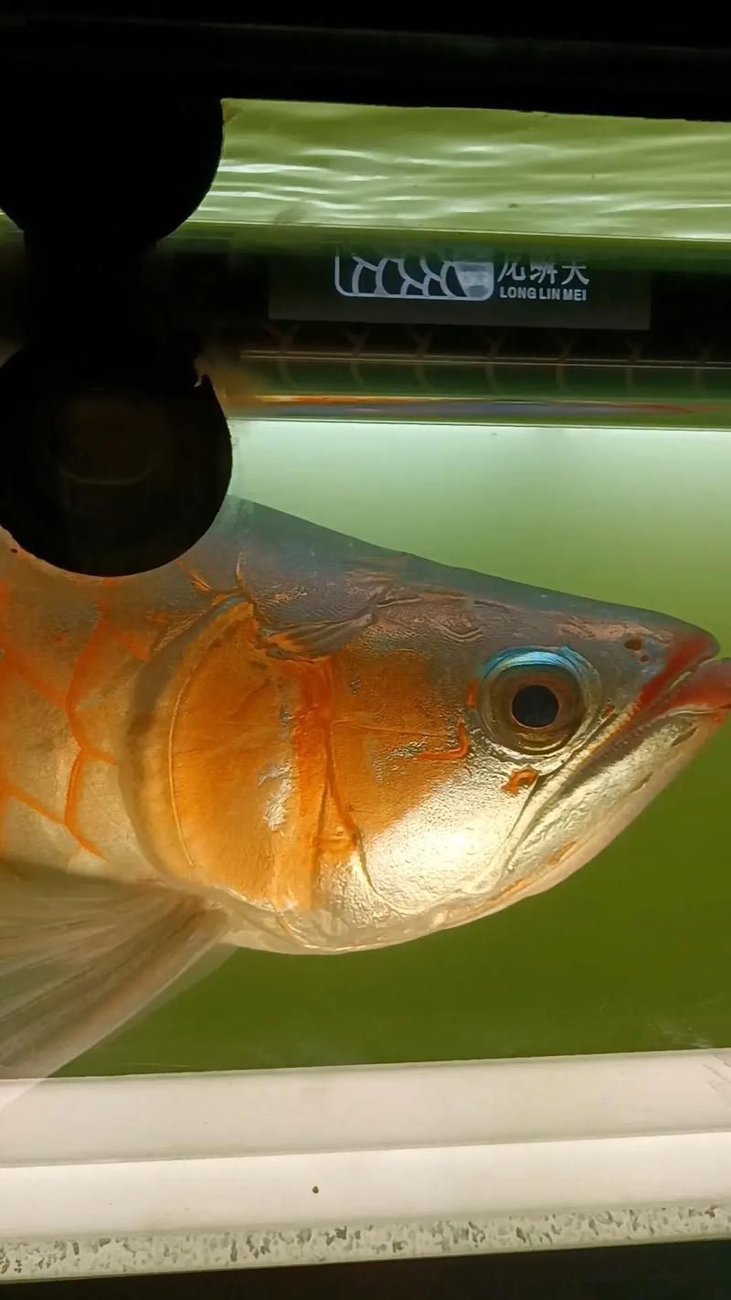 有哪些跡象表明龍魚正在康復