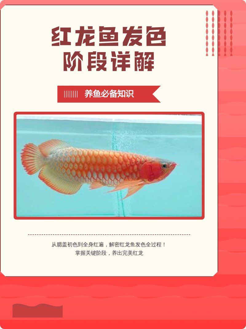 紅龍魚發色期有哪些注意事項，———紅龍魚發色期的注意事項