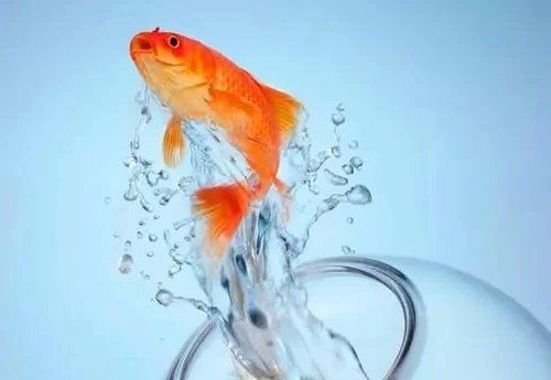 哪種藥物治療魚蒙眼病最有效，哪種藥物治療魚蒙眼病最快見效